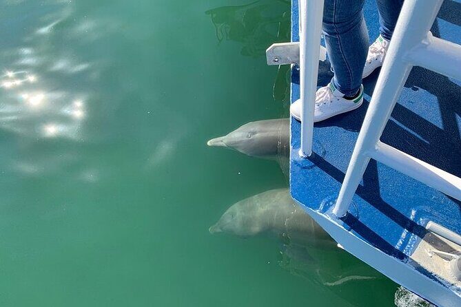 Surfers Paradise Sightseeing Midday River Cruise - Key Points