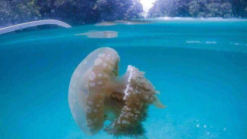 Surigao/Siargao: Sohoton Cove Tour with Lunch and Pickup - Authentic Experiences and Real Traveler Insights