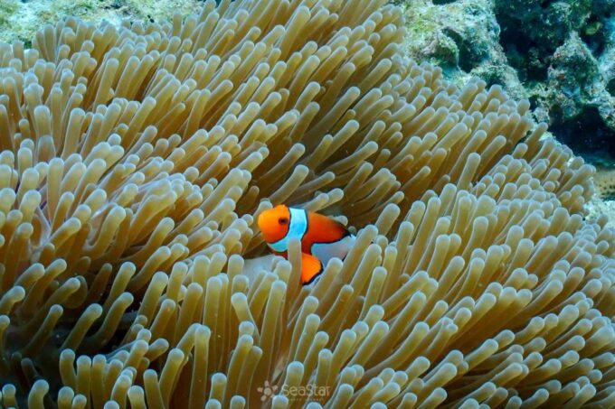 Surin Island - Snorkeling Tour - Getting to Khao Lak