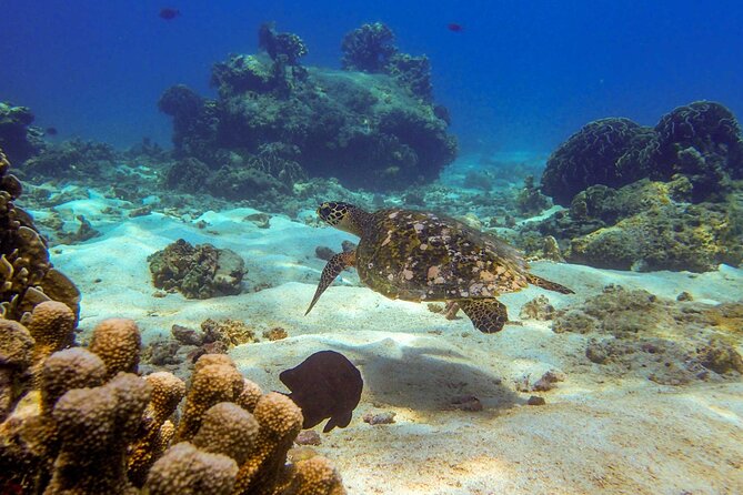 Surin Islands- Early Bird Snorkeltour From Khao Lak in English, French, German, Italian - Customer Reviews and Ratings