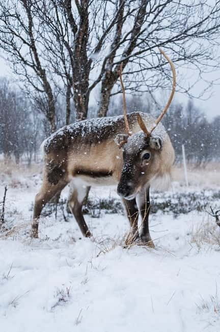 Svolvær: Sami Culture and Reindeer Experience - A Detailed Look at the Tour