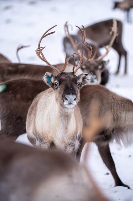 Svolvær: Sami Culture and Reindeer Experience - FAQ