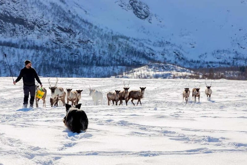 Svolvær: Sami Culture and Reindeer Experience - Final Thoughts