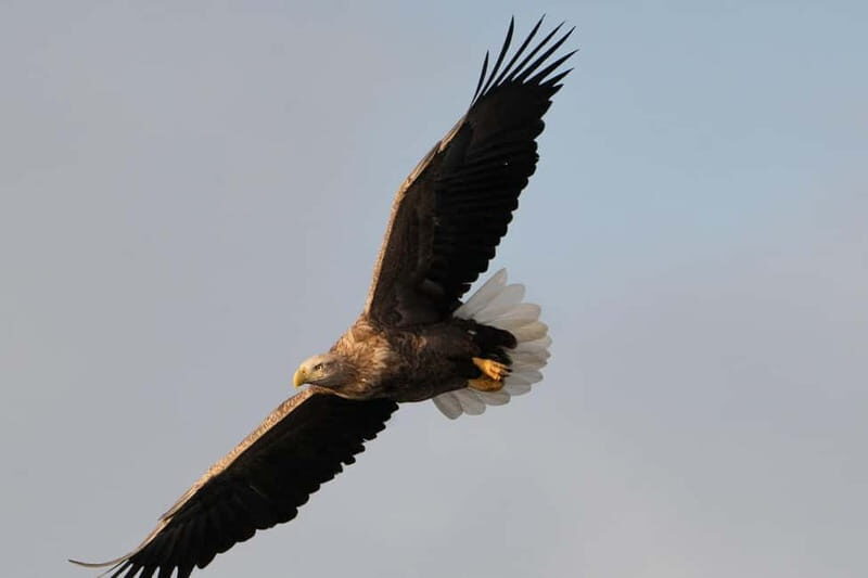 Svolvær: White-Tailed Eagle Safari with professional RIB - Key Points