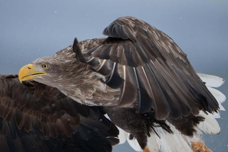 Svolvær: White-Tailed Eagle Safari with professional RIB - An In-Depth Look at the White-Tailed Eagle Safari