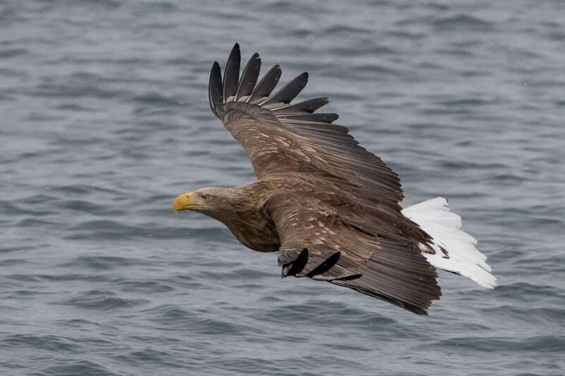 Svolvær: White-Tailed Eagle Safari with professional RIB - FAQ