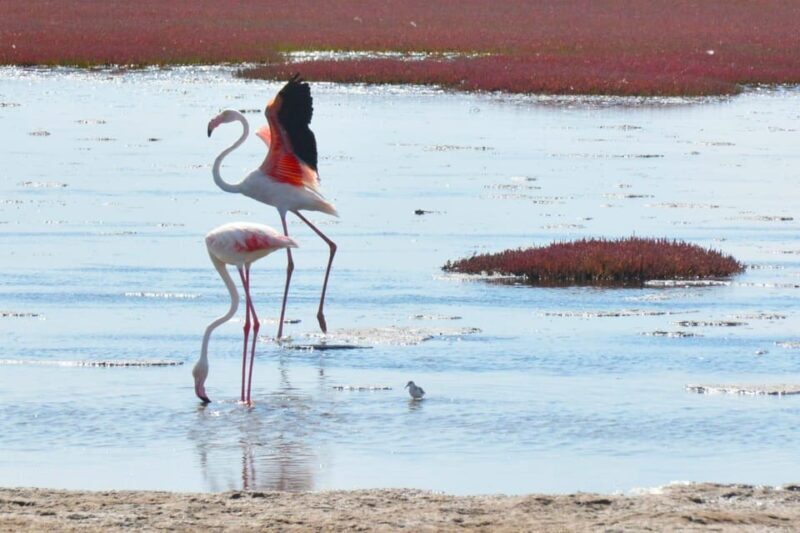 swakopmund city tour dune 7 pink lake pink flamingos - The Value of This Tour