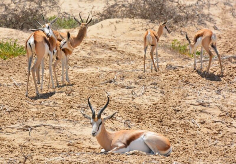 swakopmund city tour dune 7 pink lake pink flamingos - FAQs