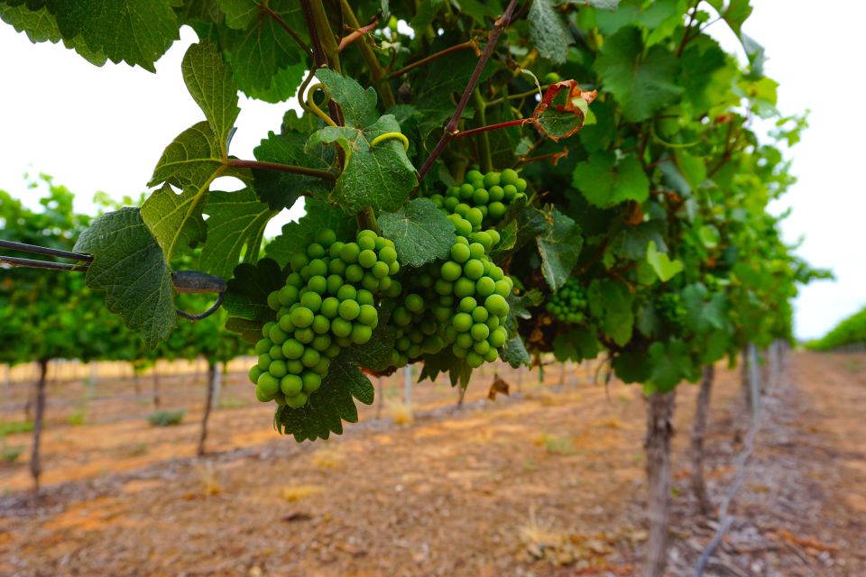 Swan Valley: Half-Day Wine Tour From Perth - Additional Information