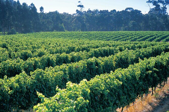 Swan Valley Private Tour - Authentic Experiences, According to Travelers