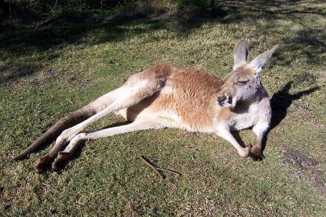 Swan Valley Private Tour - The Sum Up: Who Is This Tour Perfect For?