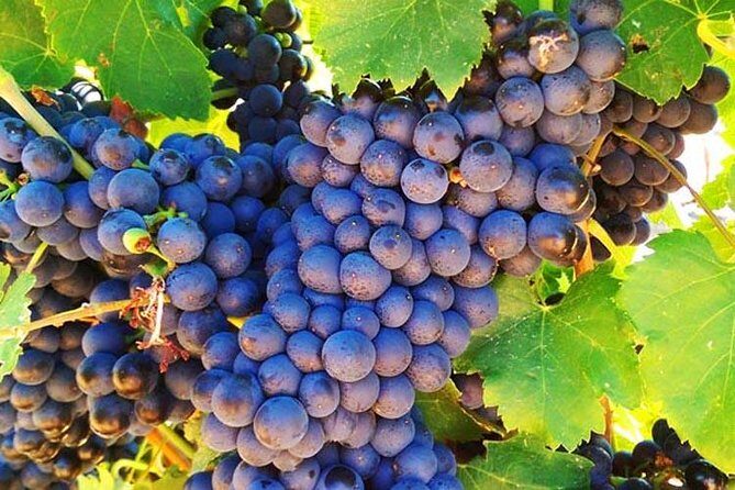 Swan Valley Region Private Day Tours - FAQ Section