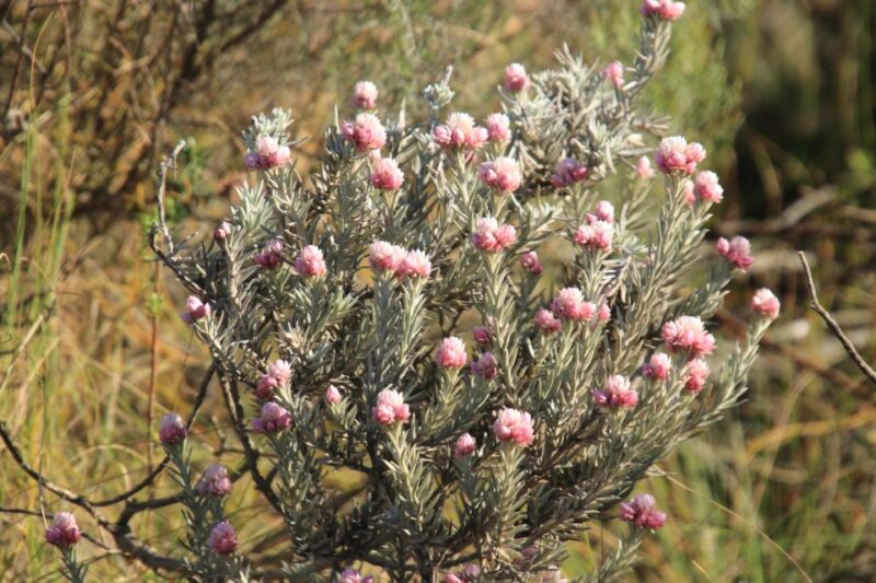 Swartberg: Half Day Swartberg Pass and Private Guided Tour - Geological and Ecological Significance