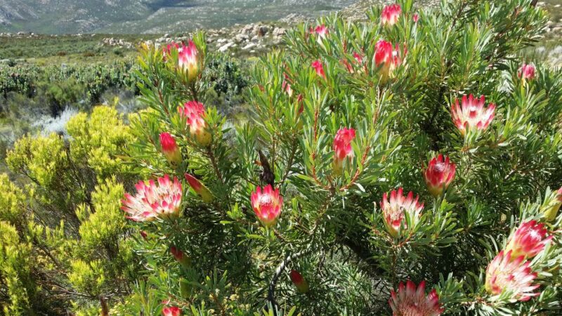 Swartberg: Half Day Swartberg Pass and Private Guided Tour - Inclusions and Exclusions