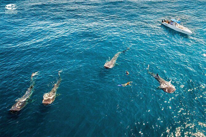 Swim Adventure with Whale Sharks in the Caribbean Sea from Riviera Maya & Cancún - Introduction