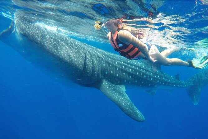 Swim Adventure with Whale Sharks in the Caribbean Sea from Riviera Maya & Cancún - The Experience of the Water