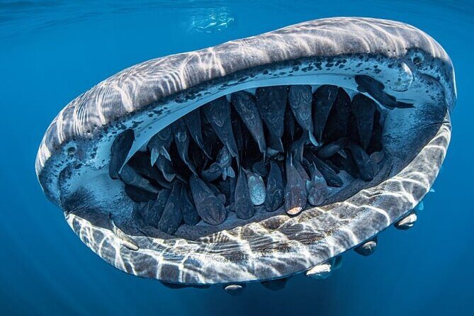 Swim Adventure with Whale Sharks in the Caribbean Sea from Riviera Maya & Cancún - Frequently Asked Questions (FAQs)