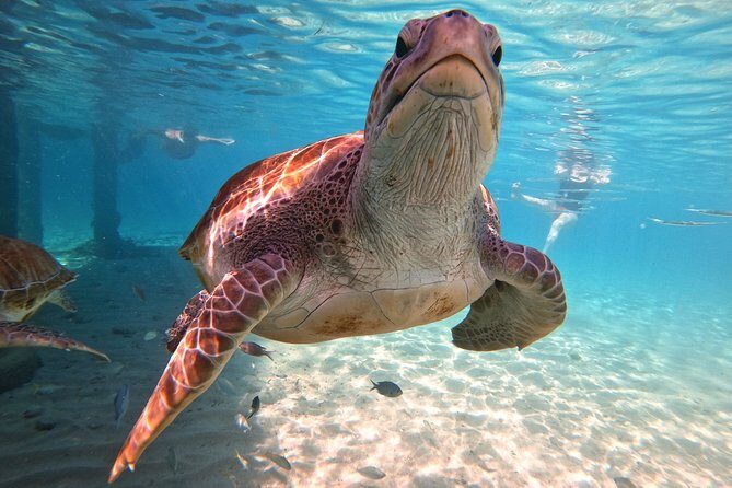 Swim and Snorkel with Sea Turtles - An Honest, Detailed Look at the Experience