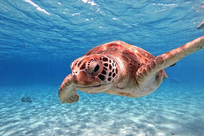 Swim and Snorkel with Sea Turtles - The Sum Up: Who Will Love This Tour?
