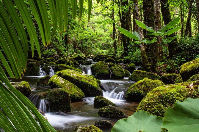 Swim, Explore & Identify Tropical Flora - Key Points