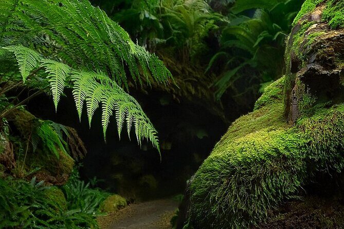 Swim, Explore & Identify Tropical Flora - FAQ