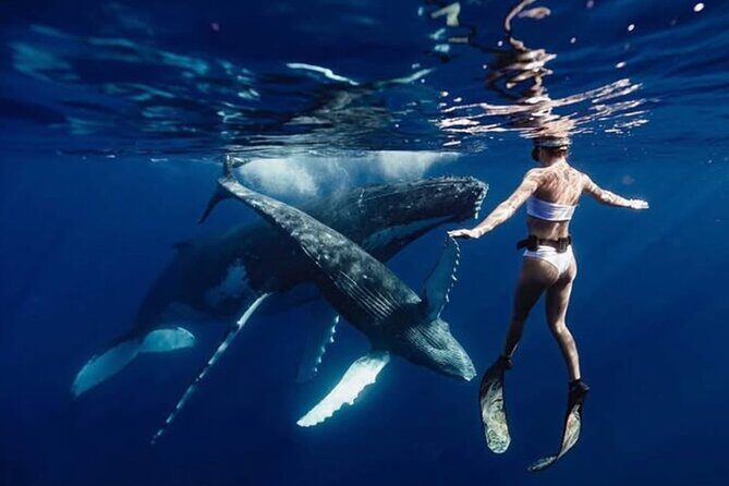 Swim in Moorea with Humpback Whales and More - Key Points