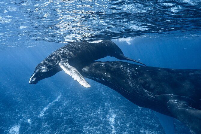 Swim in Moorea with Humpback Whales and More - Exploring the Moorea Whale Swim Experience