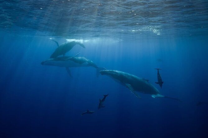 Swim in Moorea with Humpback Whales and More - Authentic Encounters: Hearing from Past Guests