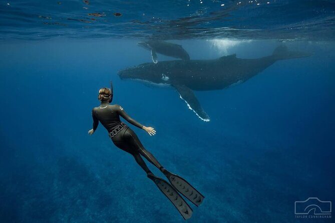 Swim in Moorea with Humpback Whales and More - Who Should Consider This Tour?