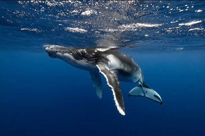 Swim in Moorea with Humpback Whales and More - FAQ