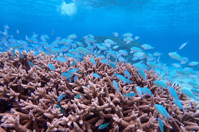 Swim in the Shining Sea! Sea Turtle Snorkeling - Maximum Participants per Tour