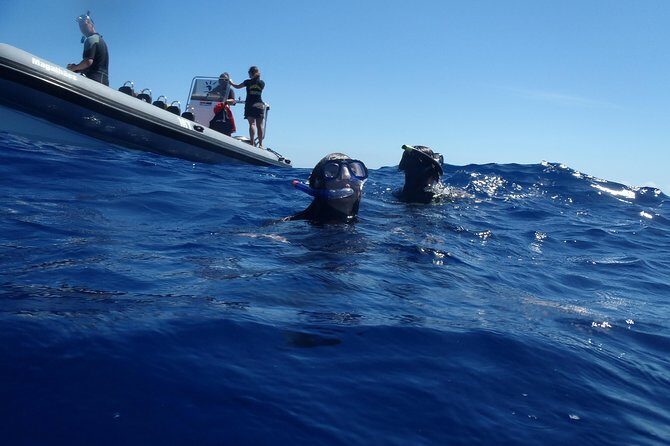 Swim with Dolphins in the Azores - Frequently Asked Questions