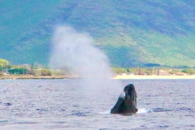Swim With Dolphins in the West Coast Line of Oahu - Frequently Asked Questions