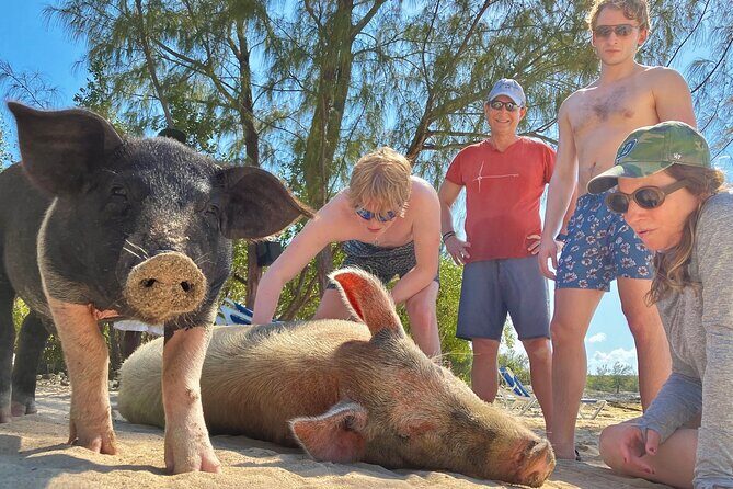 Swim with Famous Pigs at Rose Island - Pricing and Value
