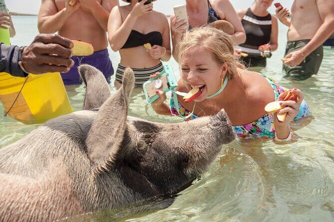 Swim with Famous Pigs at Rose Island - FAQ