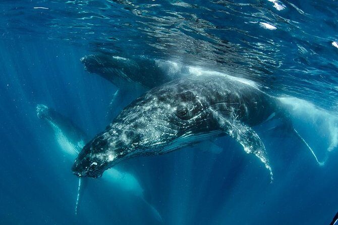 Swim with Humpback Whales - Ningaloo Reef - 3 Islands Whale Shark Dive - Key Points