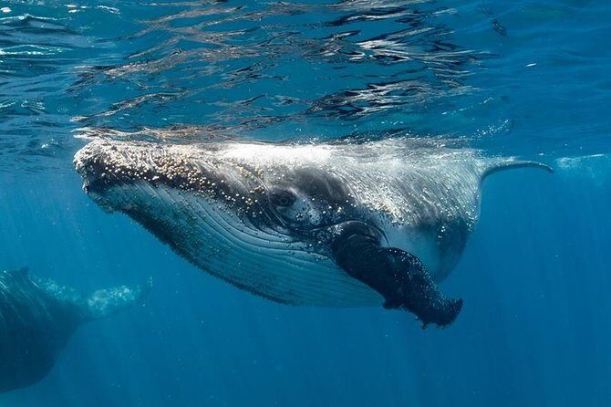 Swim with Humpback Whales - Ningaloo Reef - 3 Islands Whale Shark Dive - The Experience’s Highlights in Detail