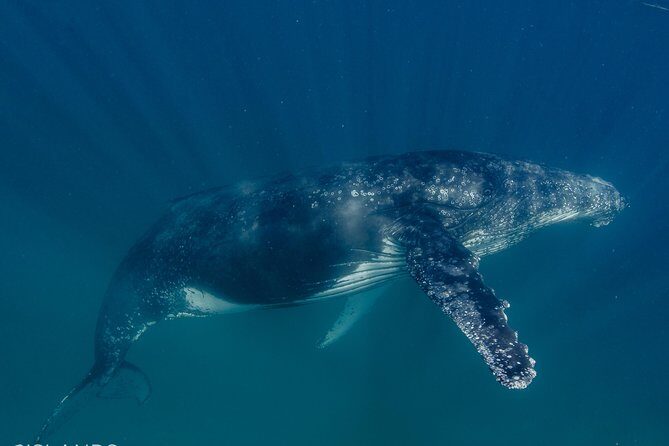 Swim with Humpback Whales - Ningaloo Reef - 3 Islands Whale Shark Dive - Final Thoughts: Is It Worth It?