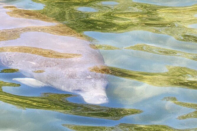 Swim With Manatees In Crystal River - Why This Tour Stands Out