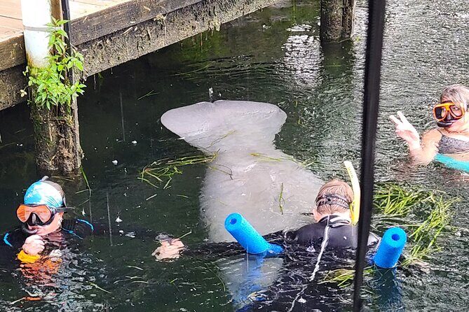 Swim With Manatees In Crystal River - FAQs