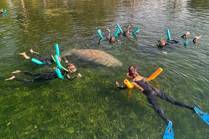 Swim with Manatees Private Tour - Key Points