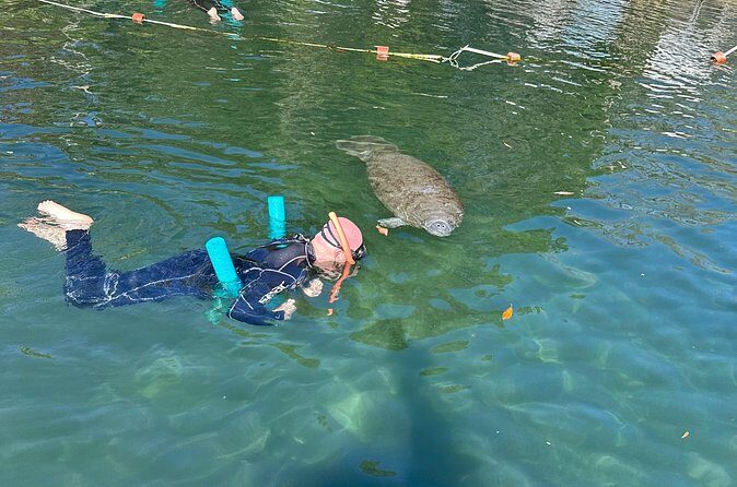 Swim with Manatees Private Tour - What’s the Experience Like?
