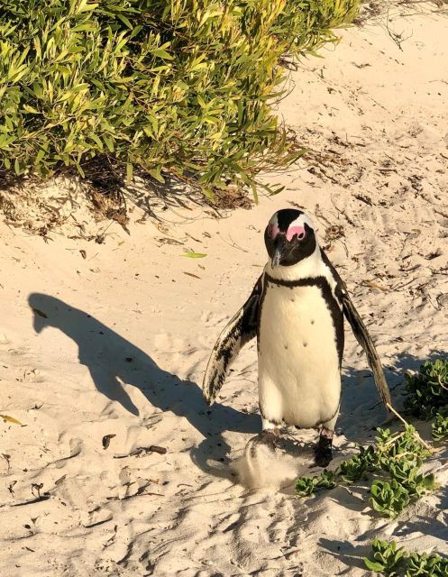 Swim With Penguins at Boulders Beach Penguin Colony - Capturing Memorable Moments at Muizenberg Beach