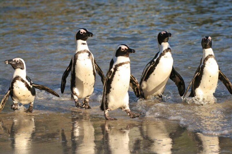 Swim With Penguins at Boulders Beach Penguin Colony - Discovering Kalk Bay and Fish Hoek