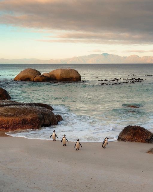 Swim With Penguins at Boulders Beach Penguin Colony - Penguin Encounter at Boulders Penguin Colony
