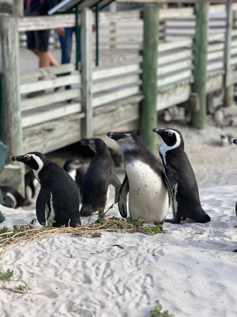 Swim With Penguins at Boulders Beach Penguin Colony - Scenic Drives Through Hout Bay and Camps Bay