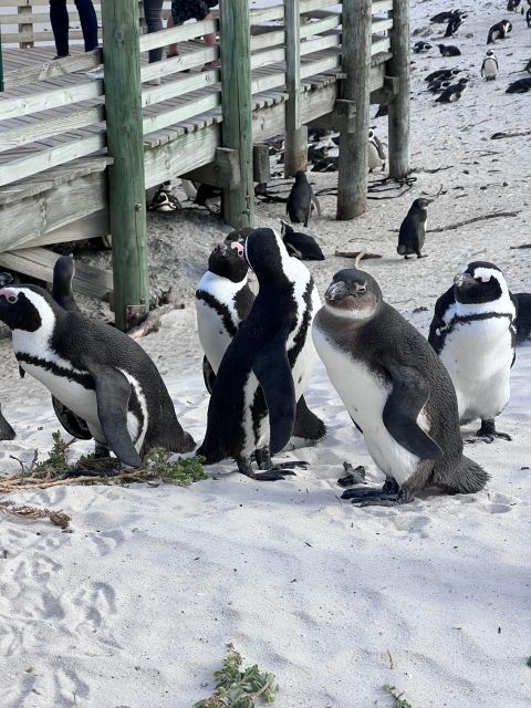 Swim With Penguins at Boulders Beach Penguin Colony - Frequently Asked Questions