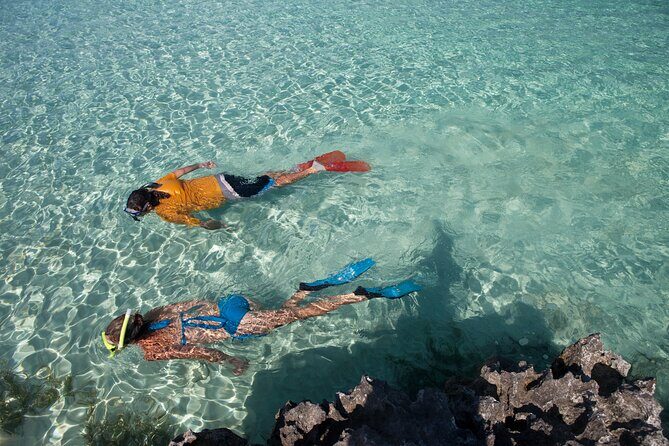 Swim with Pigs and Beach Snorkeling Adventure Rose Island Bahamas - Value Analysis