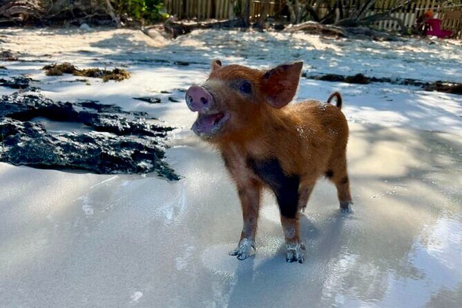 Swim with Pigs and Beach Snorkeling Adventure Rose Island Bahamas - Who Is This Tour Best For?