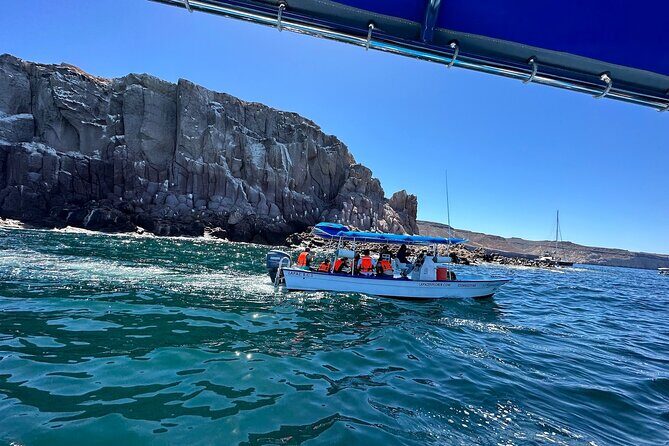 Swim with Sea Lions in La Paz - What You Can Expect from the Tour